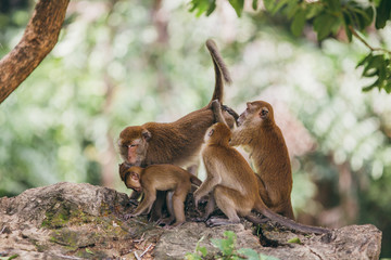 Mother macaqueand it's family in the jungle, Thailand.