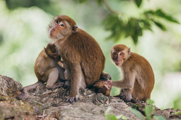 Naklejka na ściany i meble Mother macaqueand it's family in the jungle, Thailand.