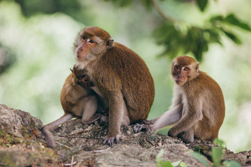 Mother macaqueand it's family in the jungle, Thailand.