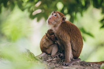 Mother macaqueand it's family in the jungle, Thailand.