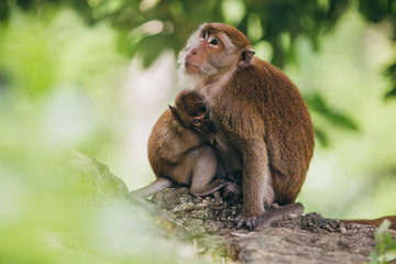 Mother macaqueand it's family in the jungle, Thailand.
