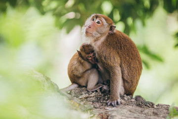 Mother macaqueand it's family in the jungle, Thailand.