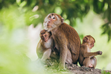 Mother macaqueand it's family in the jungle, Thailand.
