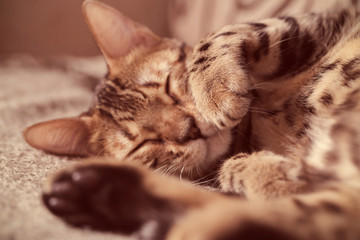 Bengal cat lying on the shelf