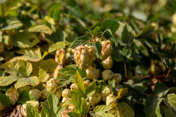 Bunch of ripe hops on vine with leaves grown for making beer. Close up of hop cones on vine ready...