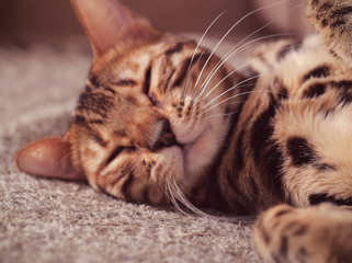 Bengal cat lying on the shelf