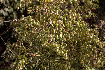 Bunch of ripe hops on vine with leaves grown for making beer. Close up of hop cones on vine ready...