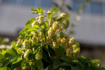 Bunch of ripe hops on vine with leaves grown for making beer. Close up of hop cones on vine ready to be harvested. Green environment with brownish branches. Plantation of ripe flowers of beer hops