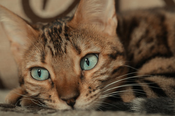 Bengal cat lying on the shelf