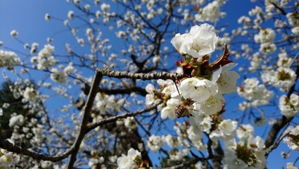 blossoming cherry tree