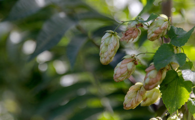 Bunch of ripe hops on vine with leaves grown for making beer. Close up of hop cones on vine ready to be harvested. Green environment with brownish branches. Plantation of ripe flowers of beer hops