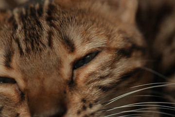 Bengal cat lying on the shelf