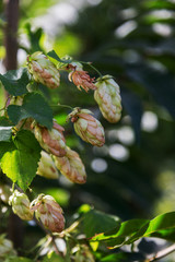 Bunch of ripe hops on vine with leaves grown for making beer. Close up of hop cones on vine ready...