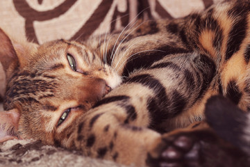Bengal cat lying on the shelf