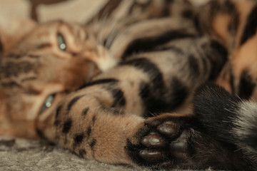 Bengal cat lying on the shelf
