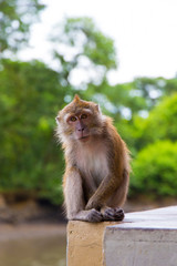Monkey in Langkawi, Malaysia