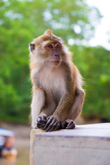 Monkey in Langkawi, Malaysia