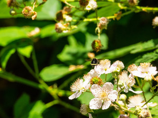 Himalayan blackberry