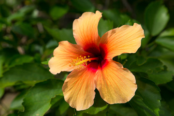 Orange Hibiscus Flower