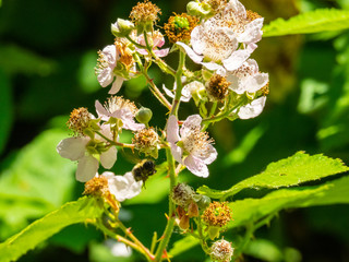 Himalayan blackberry