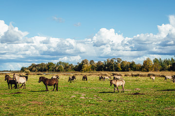 Naklejka na ściany i meble Wold horses on a meadow in national park