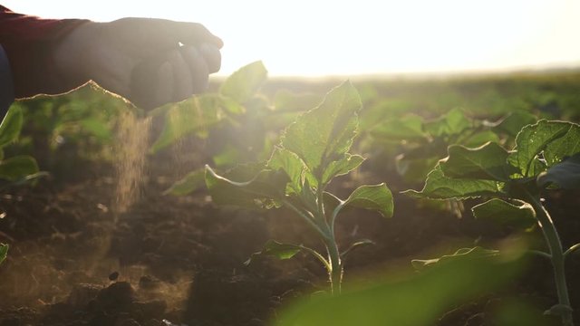A farmer sitting in a green field, holds in his hands fertile soil In the sun at sunset. The agronomist checks the fertility of the soil. Agriculture concept