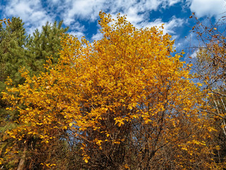 Autumn in the city. Trees with yellowed leaves under a blue sky with clouds