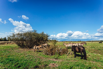Wold horses on a meadow in national park