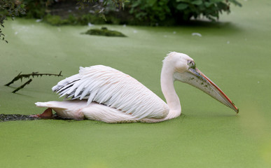 Pink pelican - Pool filled with duckweed