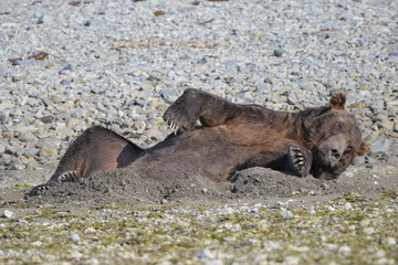 Grizzlybär in seiner Schlafmulde, Kodiakbären und Bären auf Kamtschatka leiden wegen des Überangebotes an Lachsen nie an Hunger, weshalb sie sich zu den größten Grizzlybären der Welt entwickelt haben