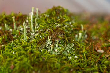 Green moss and lichen grows on a tree trunk close-up.