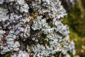 Green moss and lichen grows on a tree trunk close-up.