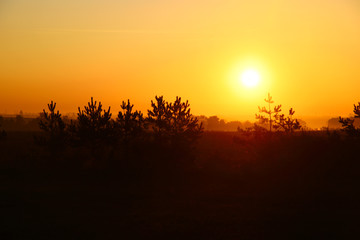 Dawn over the forest