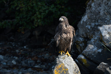 Junger Weißkopfseeadler, dessen Haupt noch nicht weiß ist. Erst im 5. Lebensjahr färbt sich dieses weiß.
