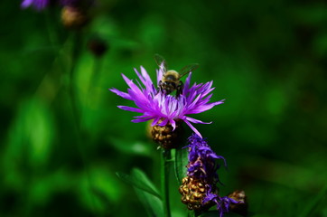 Pink wild cornflower flower in the forest