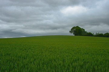 Obraz premium Scenic view on wheat field and cloudy sky