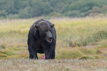 Großer männlicher Grizzlybär mit angefressenem Lachs - Lachse sind die Hauptnahrung für die  Bären an der Küste von Katmai, Alaska