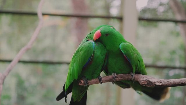 Parrots love. Two eclectus parrots. Mating season