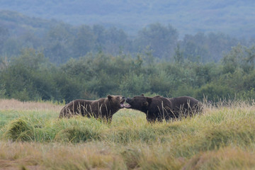 Fototapeta premium Dramatik -Zwei Grizzlybären vor dem Kampf, Katmai, Alaska
