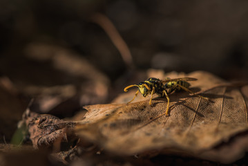 Wasp on the leaf in the autumn garden