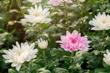 Pink crysanthemum flower growing in smart garden for marketplace