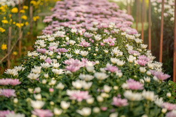 Pink and white chrysanthemum booming in modern garden where grow flowers for marketplace