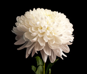 white chrysanthemum flower on a black background
