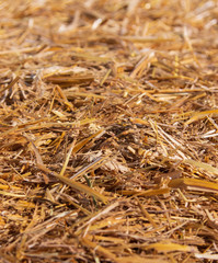 dry grass hay as a background