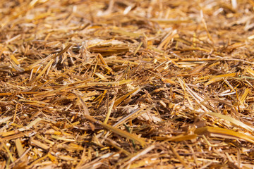 dry grass hay as a background