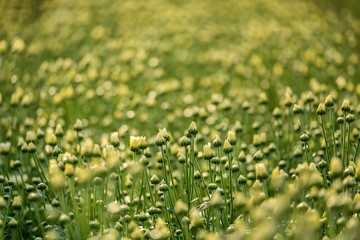 Yellow chrysanthemum flowers with bokeh background growing in smart nursery