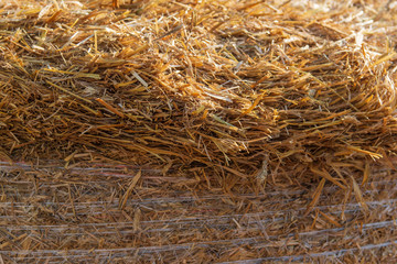 dry grass hay as a background