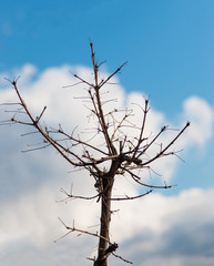 tree branch on white cloud background