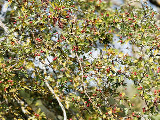 (Crataegus monogyna) Der Eingriffelige Weißdorn mit dunkelbraun Rinde und weist orangefarbene...