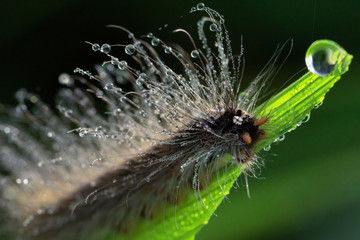 caterpillar on leaf